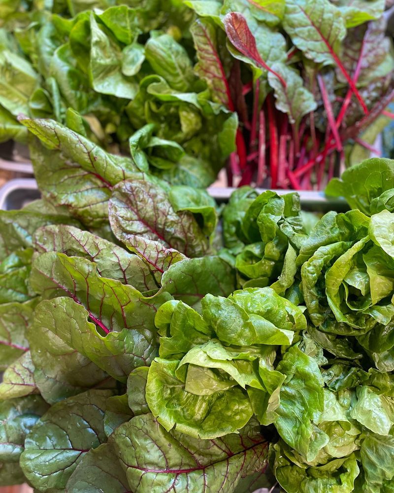 Leafy Greens Like Lettuce