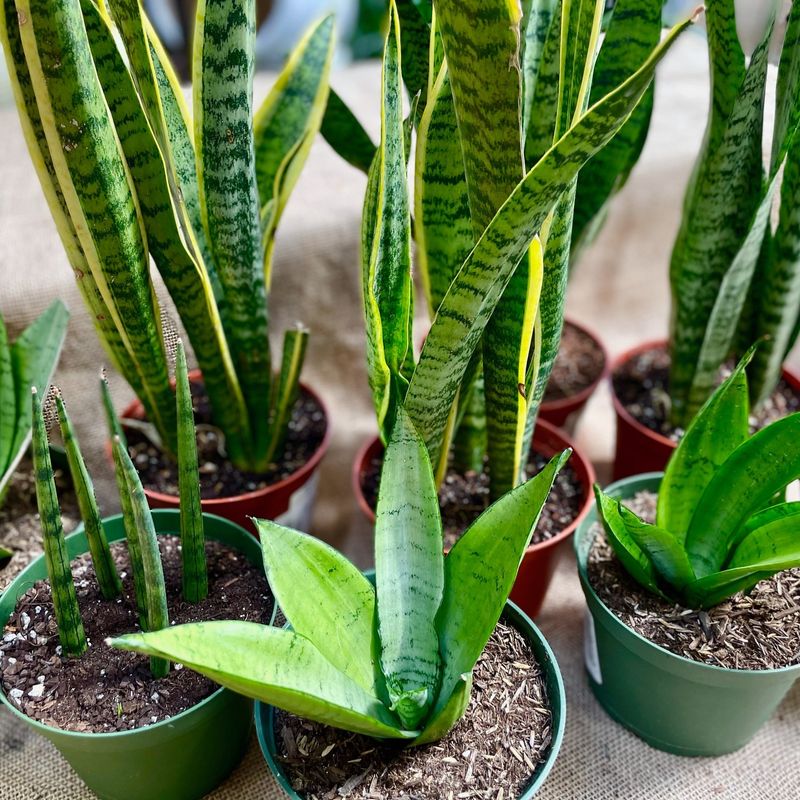 Snake Plant (Sansevieria)
