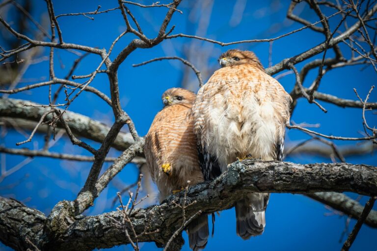 red shouldered hawk