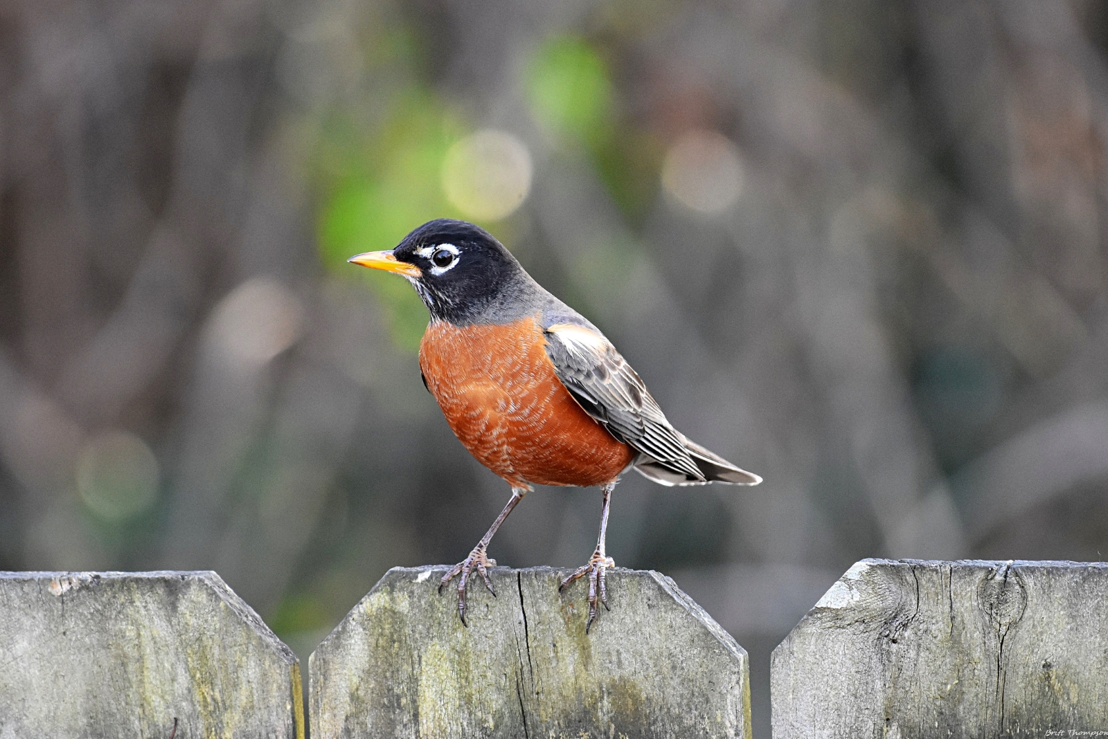 bird (featured image)