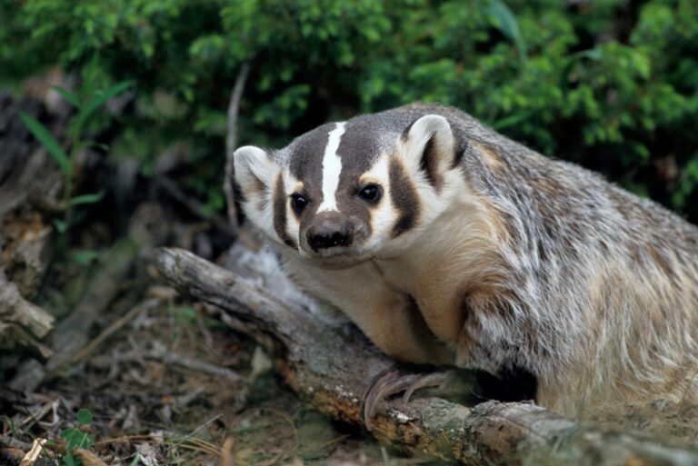 american badger