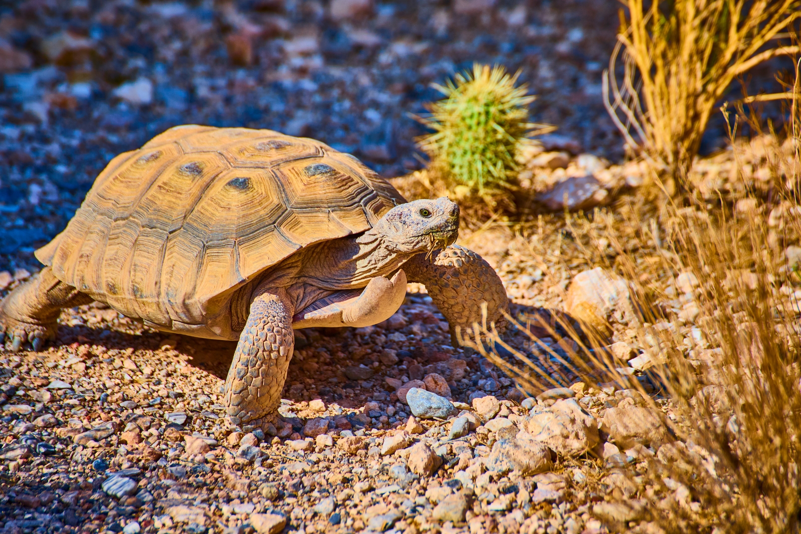 10 Creatures You Can’t Legally Remove In Nevada Homes Or Gardens