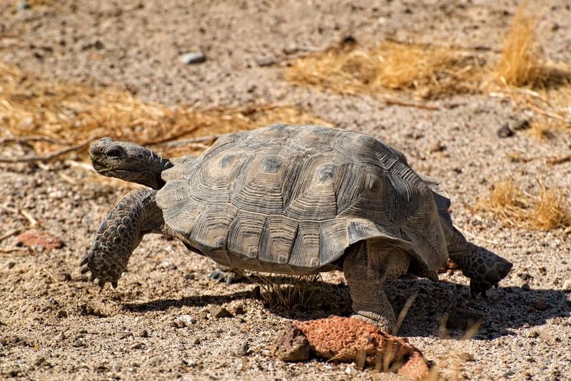 Desert Tortoise