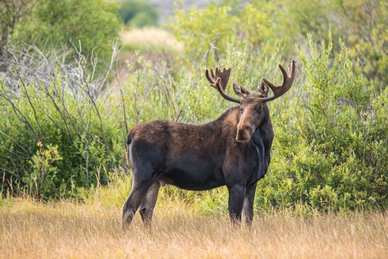 moose (featured image)