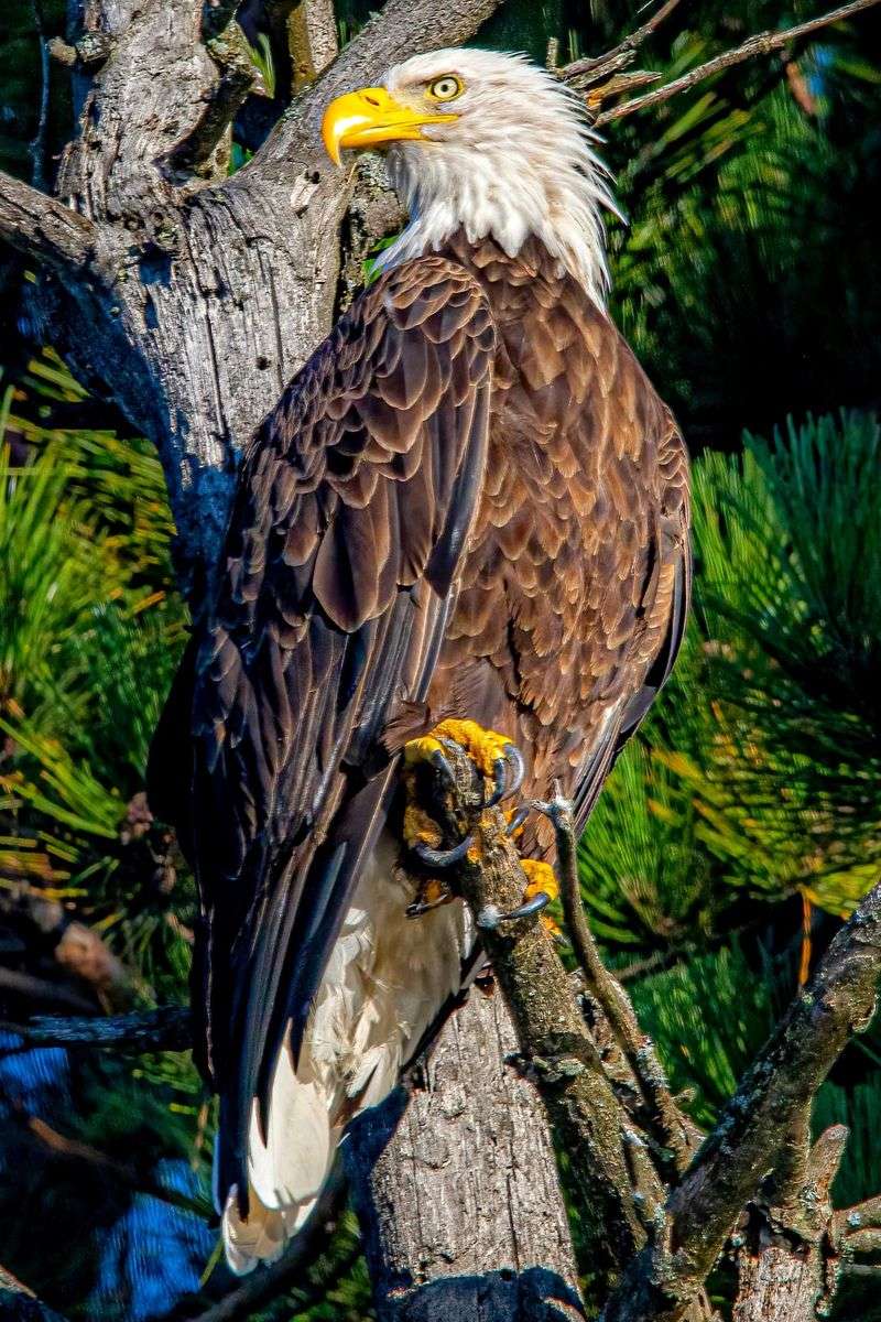 Bald Eagle