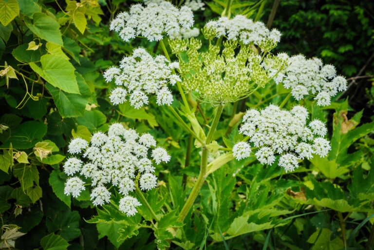 Giant hogweed (featured image)