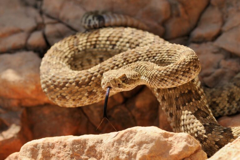 Prairie RattleSnake