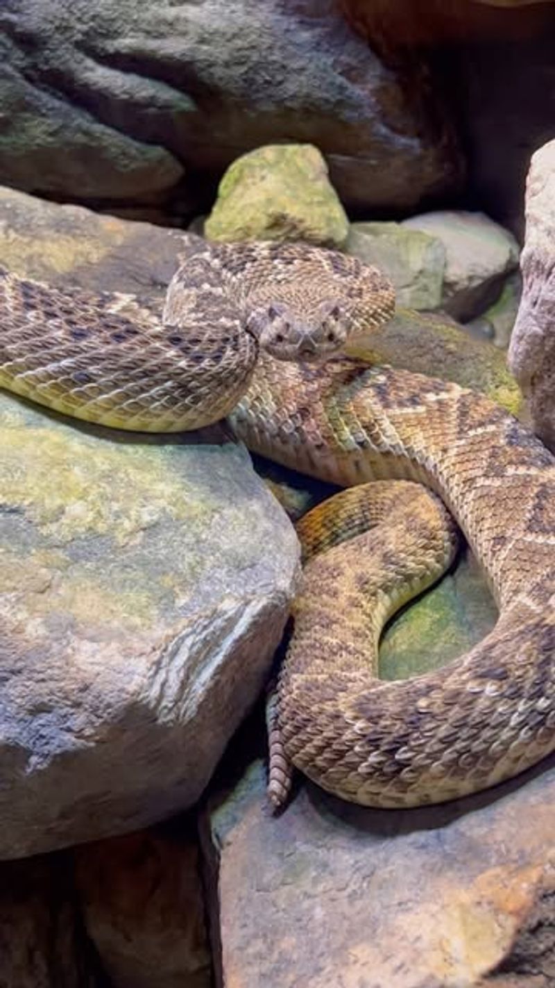 Western Diamondback Rattlesnake