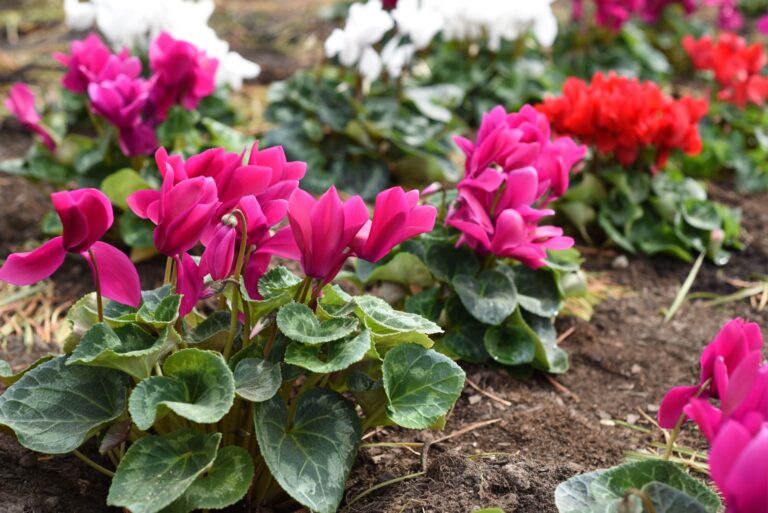 Cyclamen