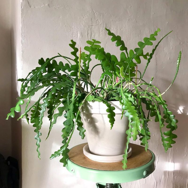 1. Give It The Right Amount Of Light