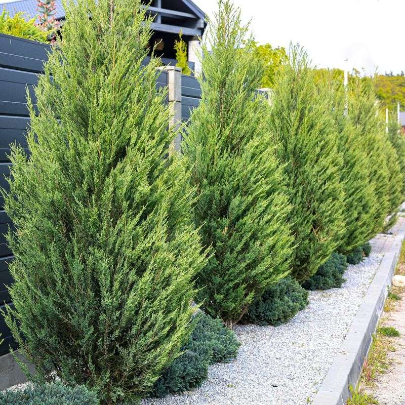 1. Leyland Cypress