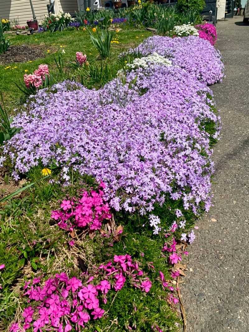 Creeping Phlox