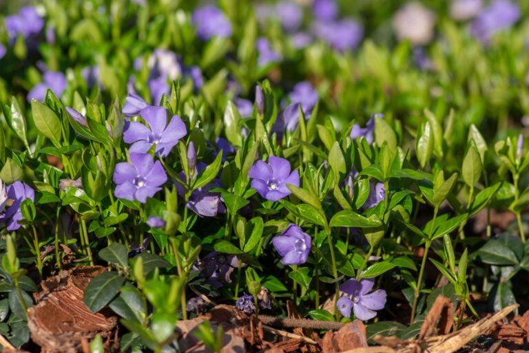 flowers in a field