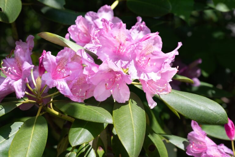Wild Catawba rhododendron shrub