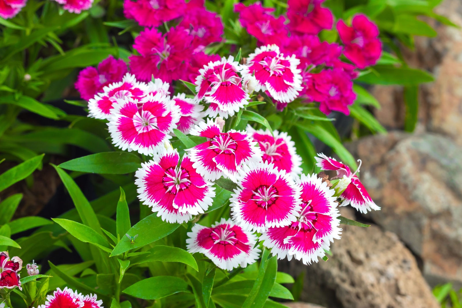 Colorful Dianthus flower