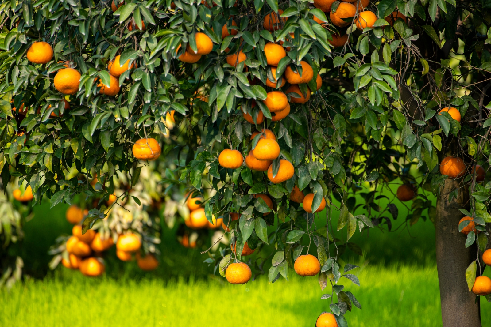 fruit tree (featured image)