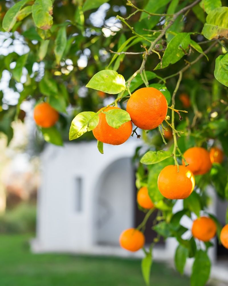 Citrus Trees (Oranges, Lemons, Limes)