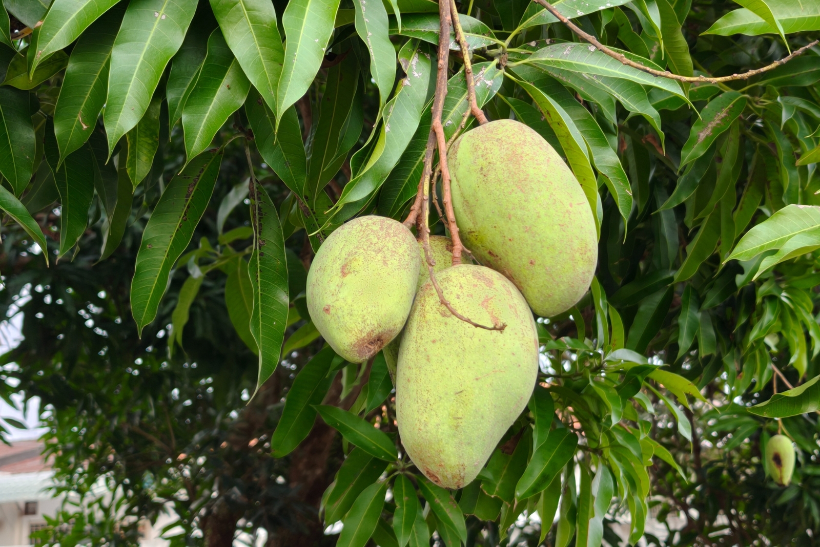 mango tree (featured image)