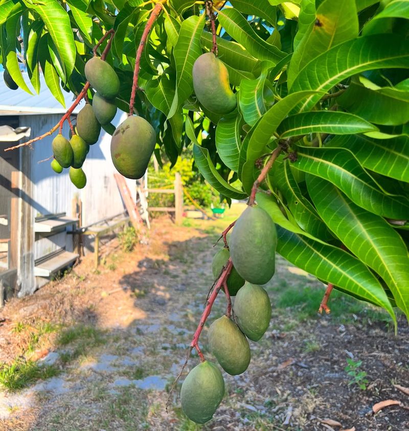 Mango Trees