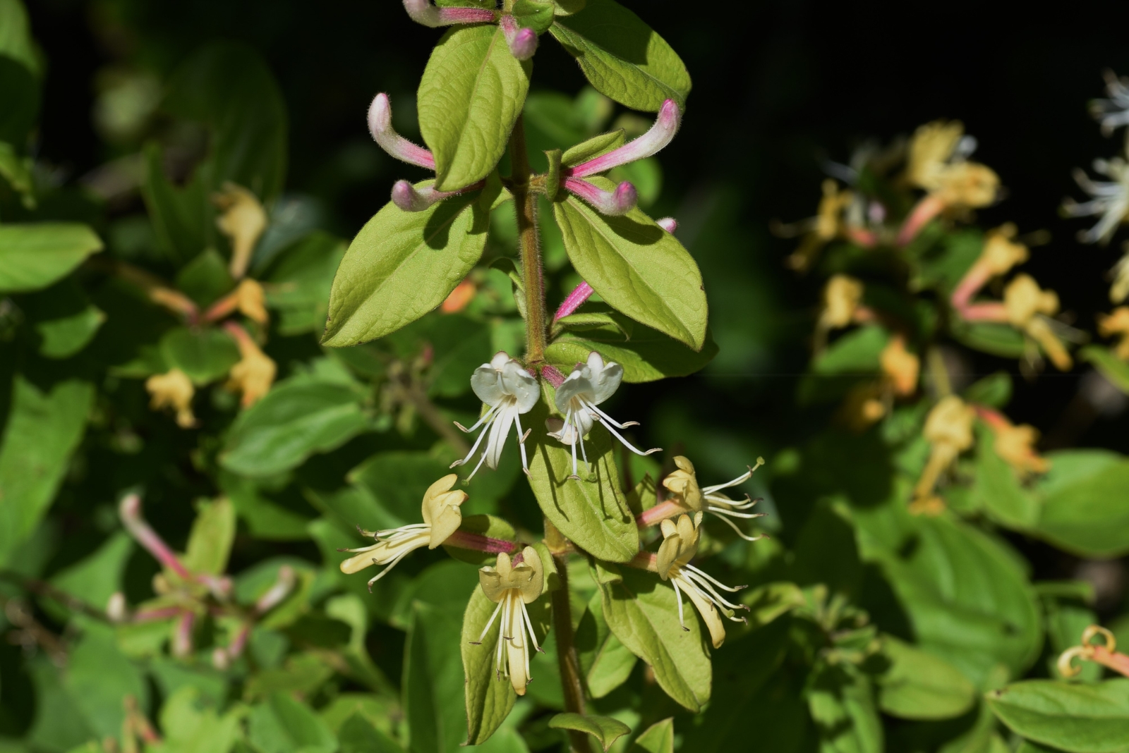 japanese honeysuckle