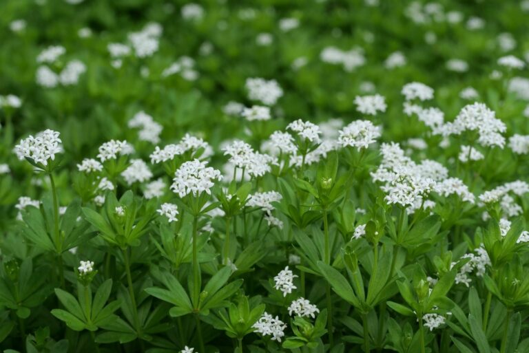 Woodruff