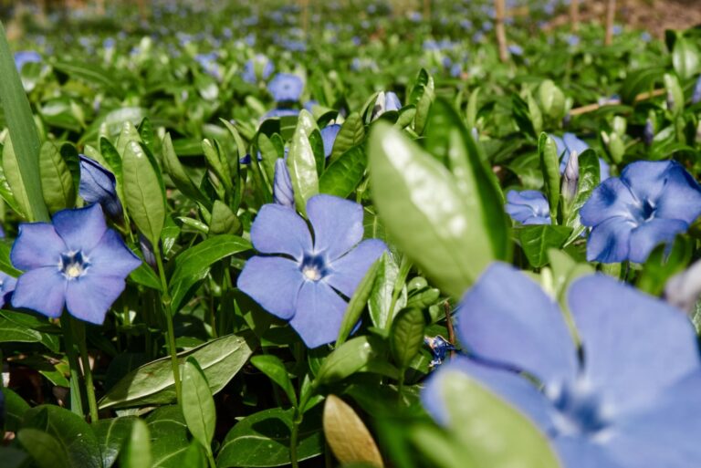 Blue periwinkle (Vinca) flowers in the garden.