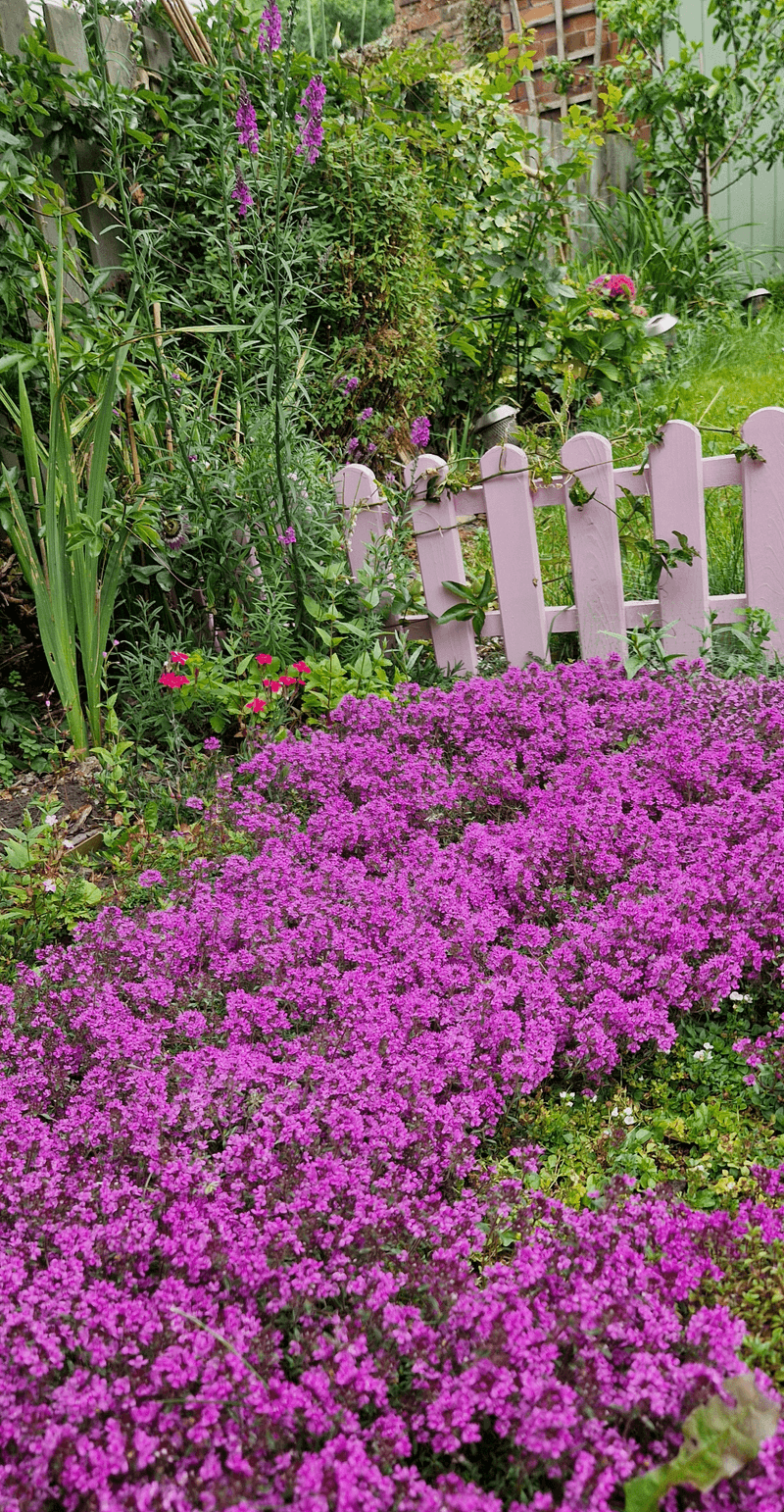 Creeping Thyme