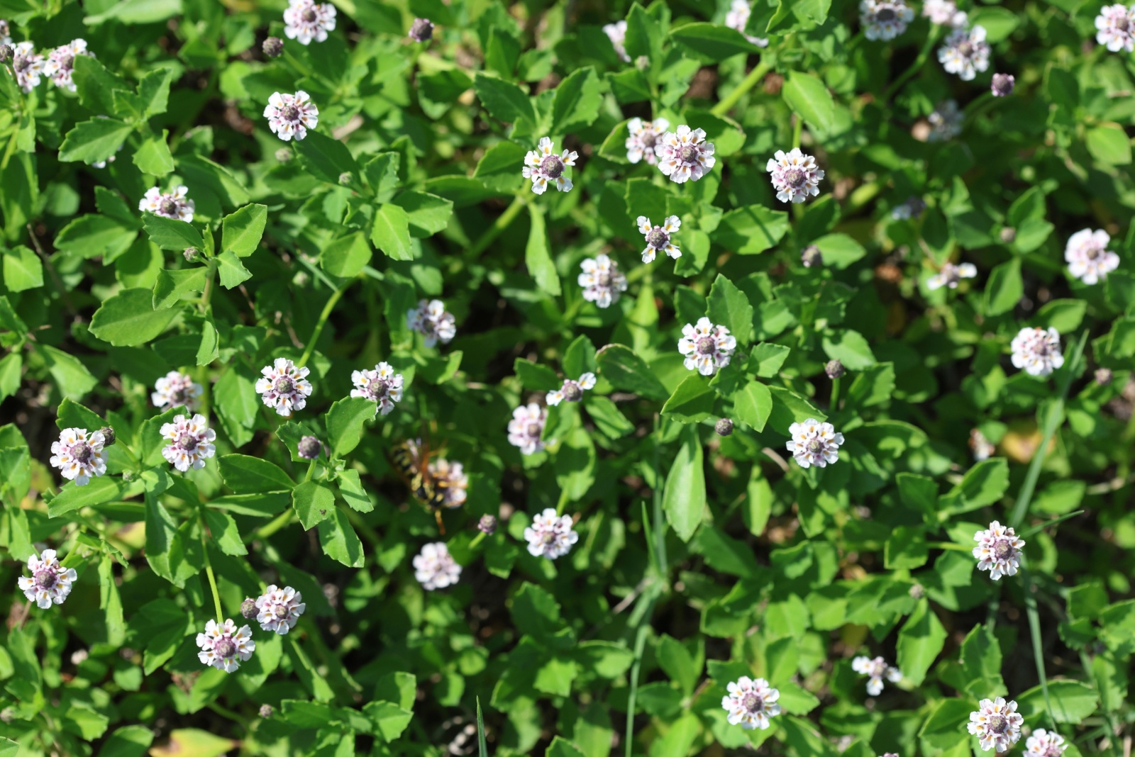 10 Hardy Ground Covers That Make Perfect Alternatives To Grass In Florida
