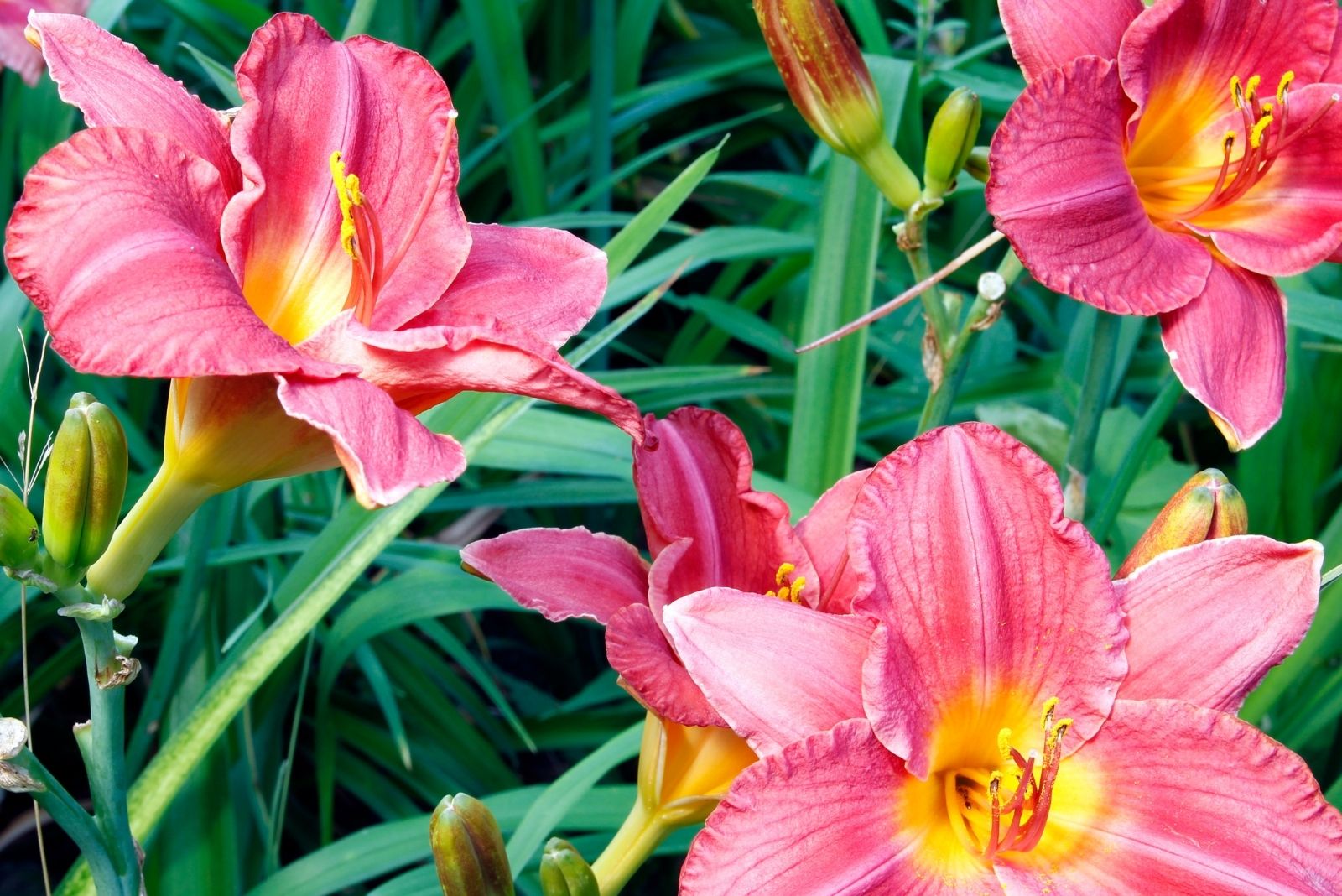 10 Hardy Perennials You Should Plant In November For Spring Color In Pennsylvania