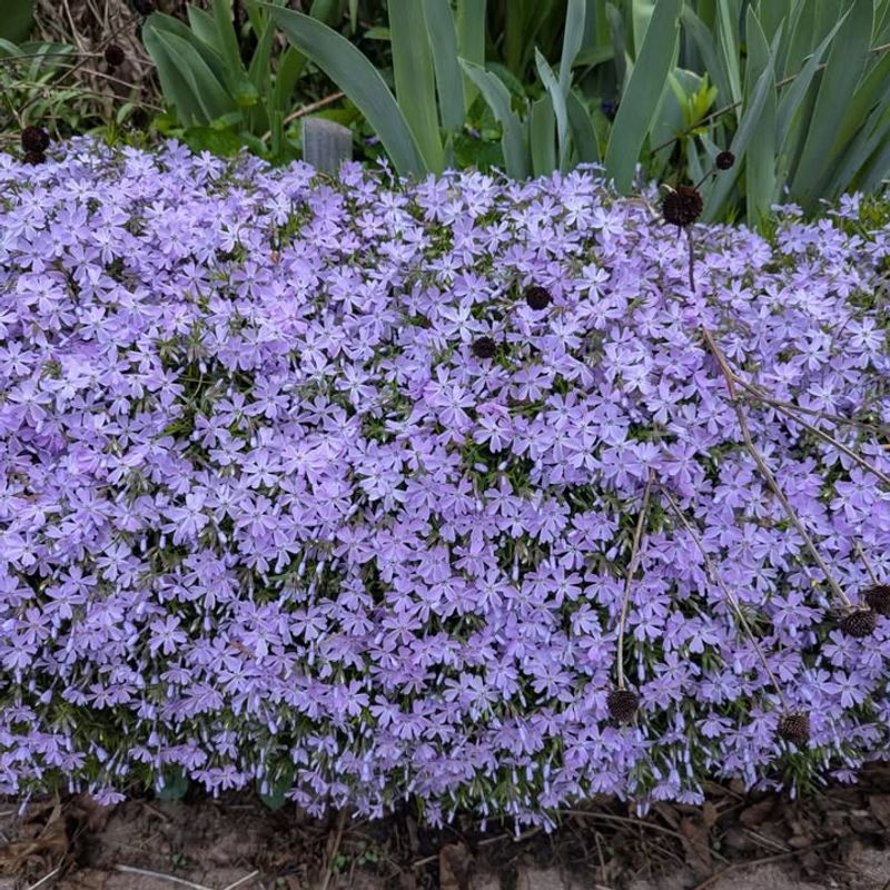 Creeping Phlox
