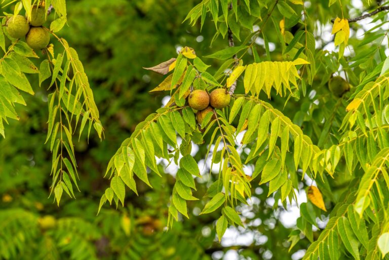black walnut tree