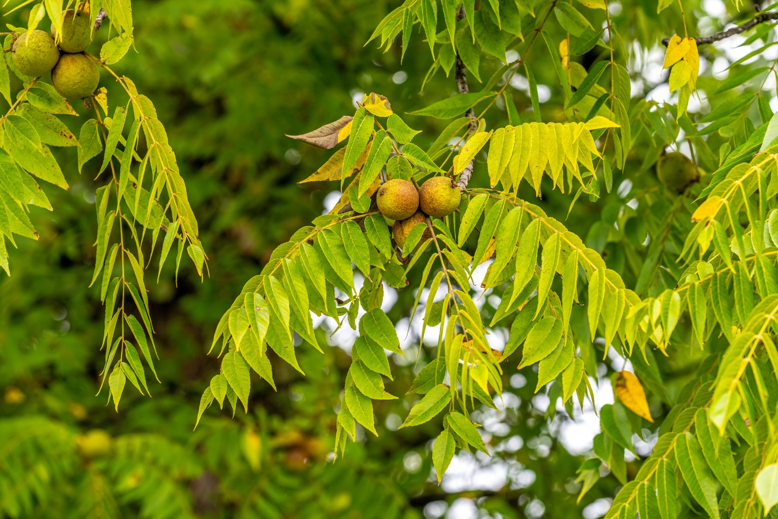 10 Hazardous Trees That Can Cause Trouble In Kentucky Backyards