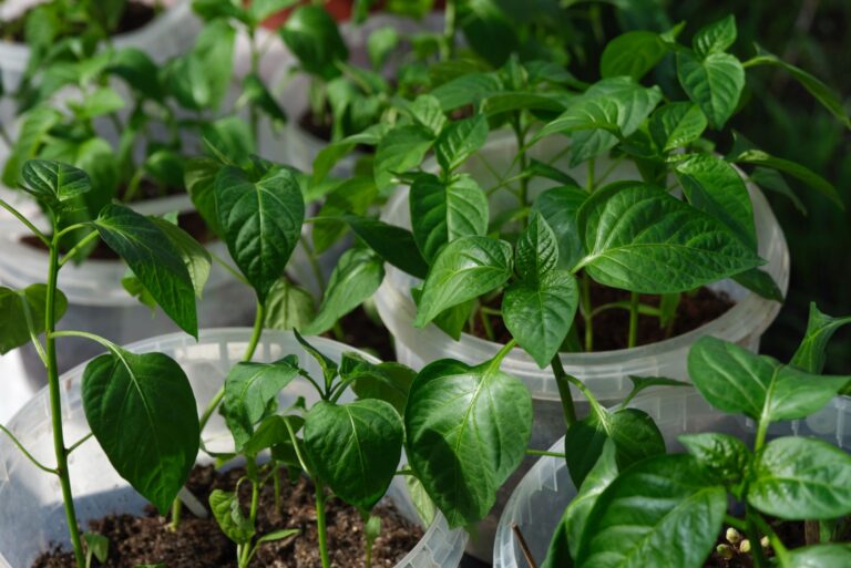 buckets with bell pepper seedlings