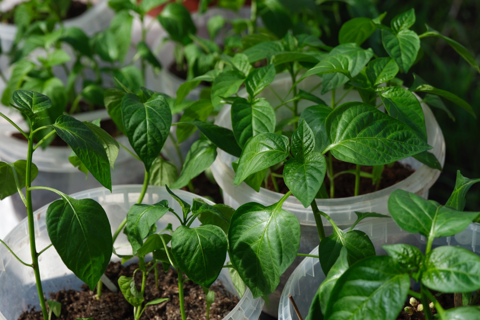 buckets with bell pepper seedlings