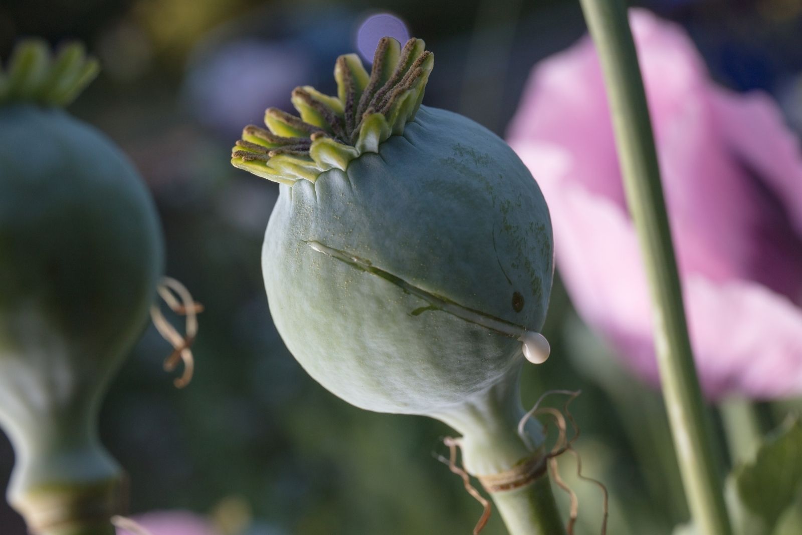 10 Illegal Backyard Crops In South Dakota That Catch Many Homeowners By Surprise