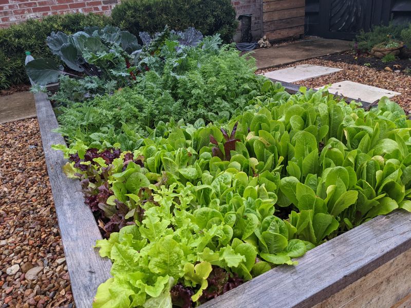 Plant Cool-Season Vegetables