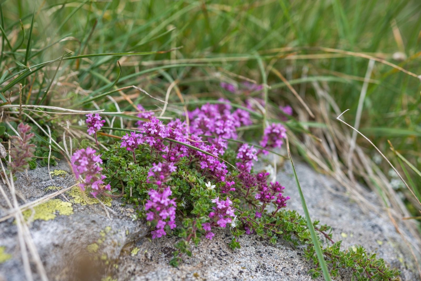 10 Low-Maintenance Ground Covers Perfect For Oregon Gardens