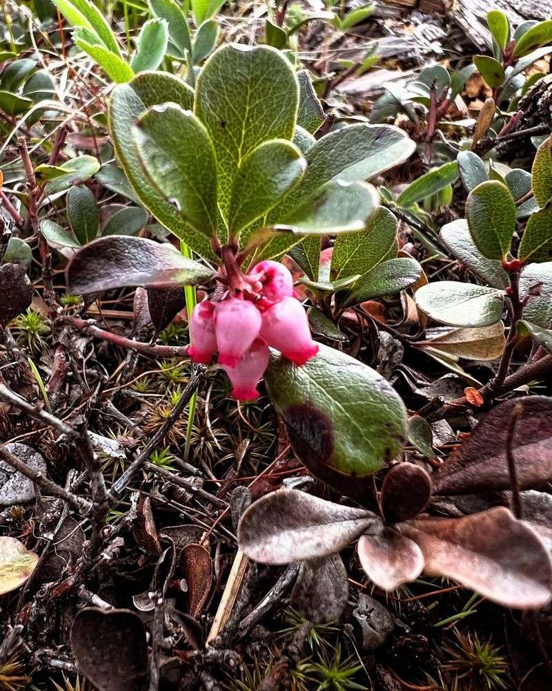 Kinnikinnick (Arctostaphylos uva-ursi)
