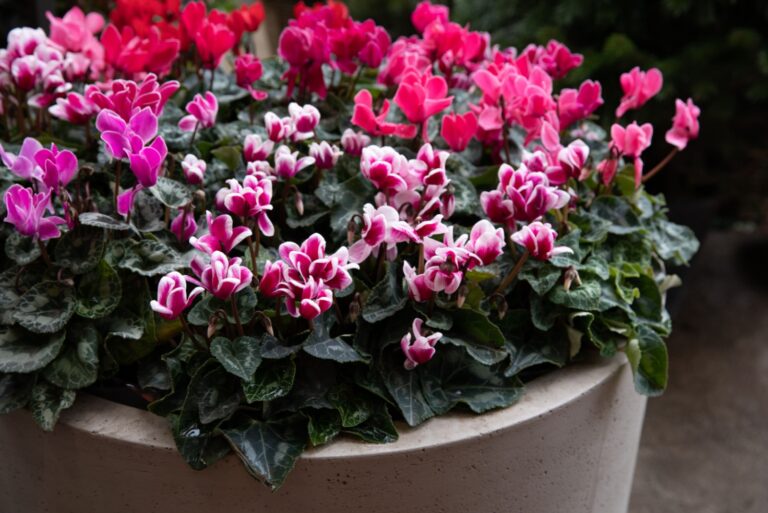 Variety of potted cyclamen persicum plants in pink, white, red colors