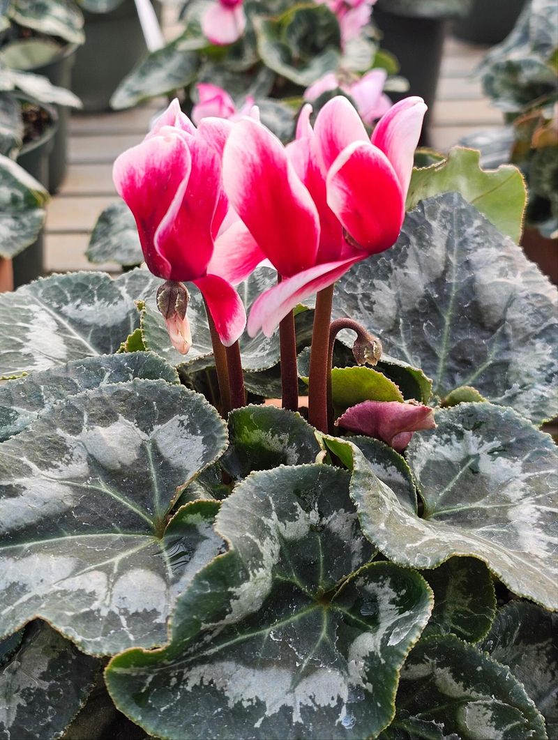 Planting Too Deep In The Soil