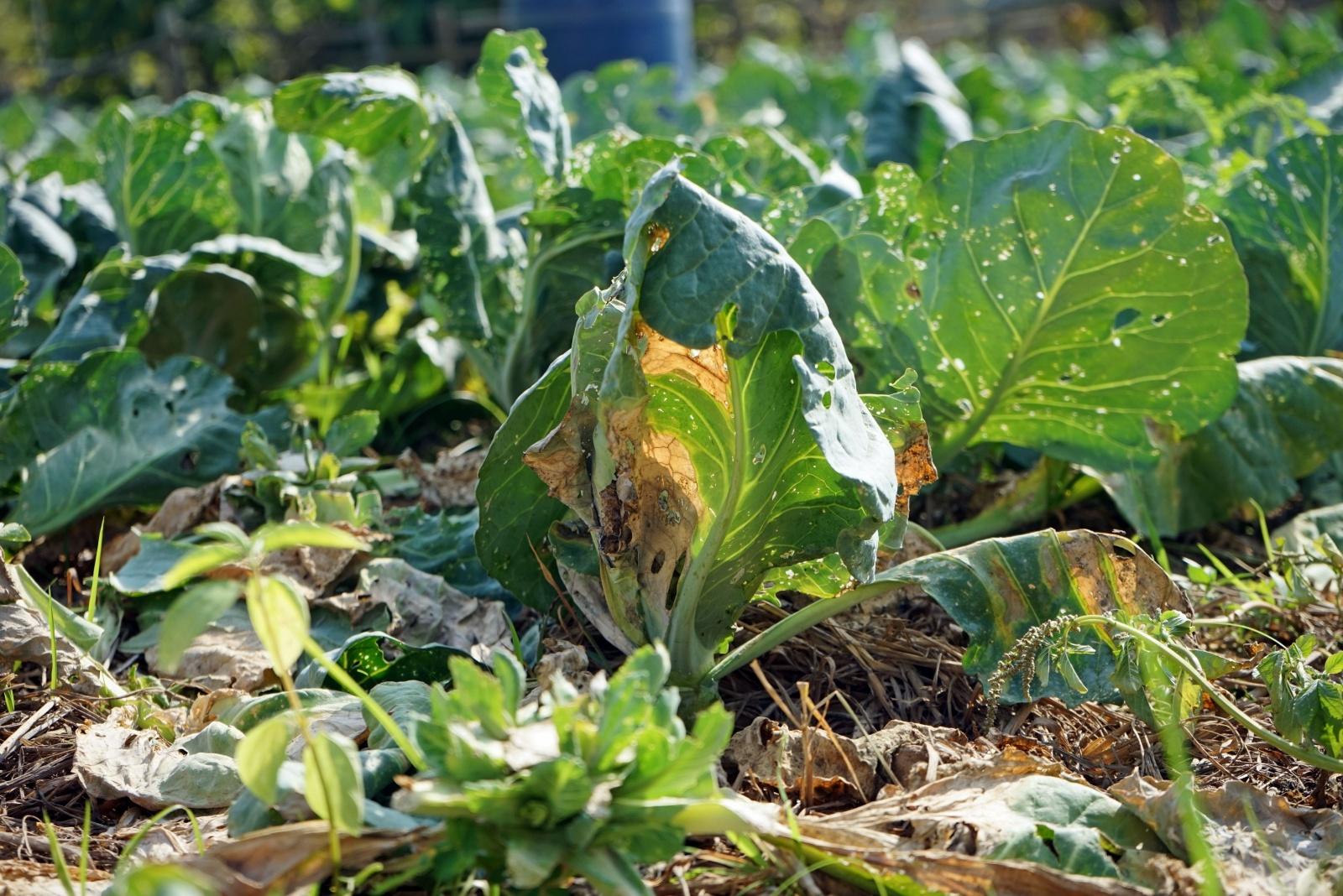 10 Mistakes To Avoid In Michigan Gardens This November