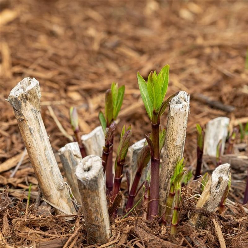Leaving Diseased Plants Standing Too Long
