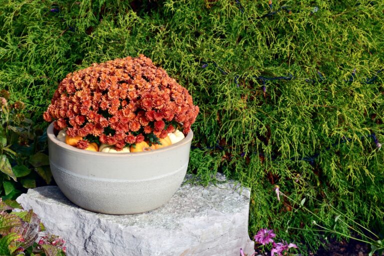 Mums (featured image)