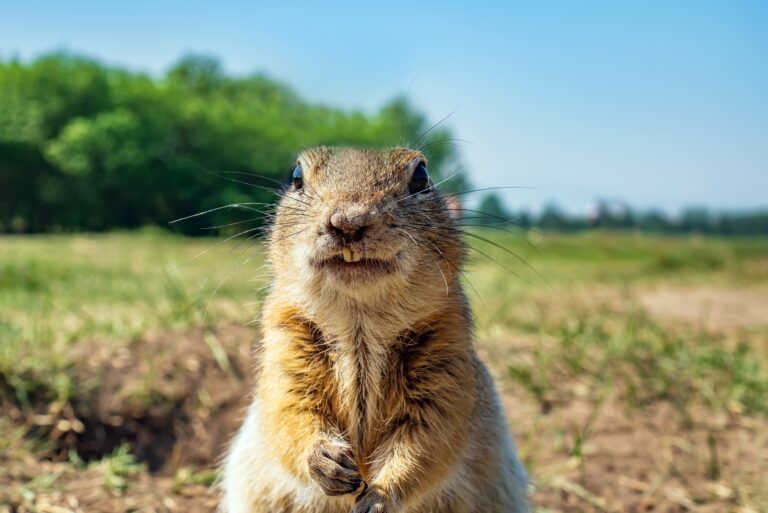 Gopher (featured image)