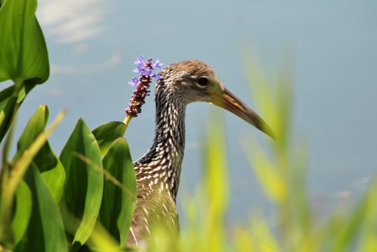 Florida Limpkin Heron Wading Bird