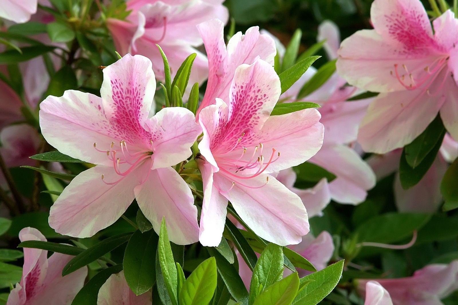 10 Plants Florida Gardeners Should Prune In November