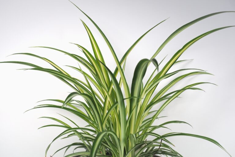 spider plant (featured image)
