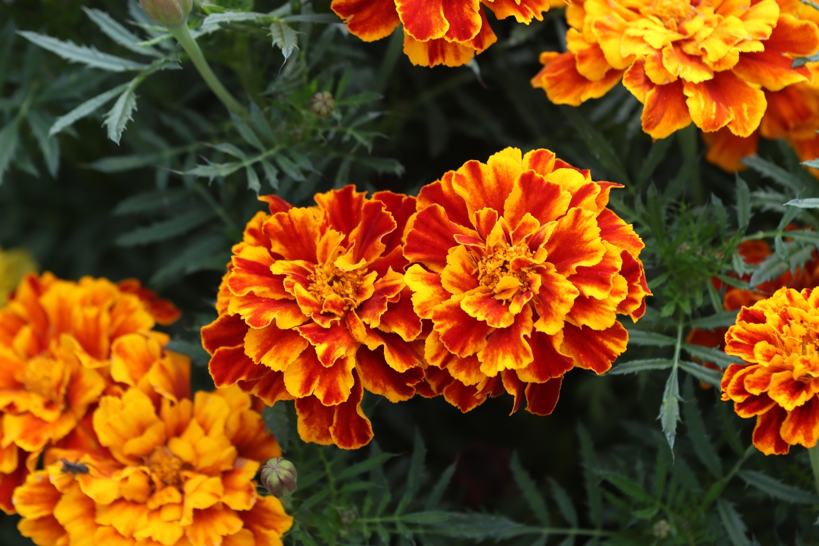 marigolds (featured image)