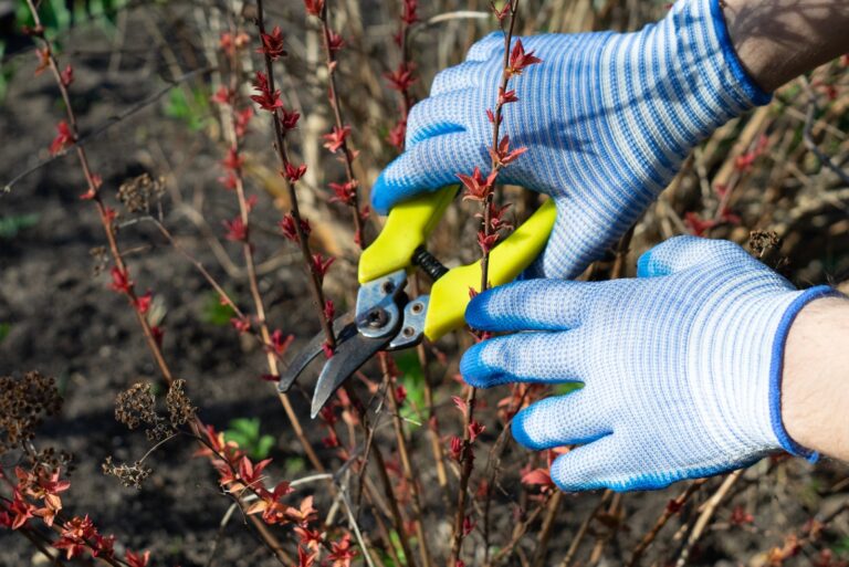 pruning plants (featured image)