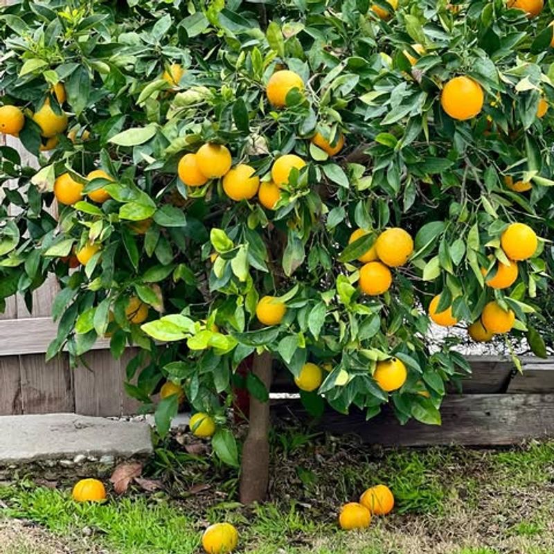 Citrus Trees And Cuttings